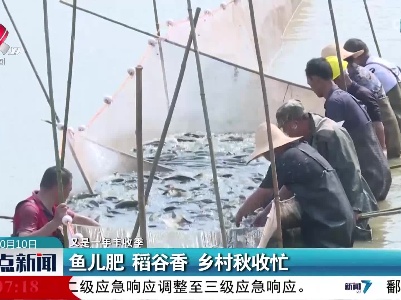 【又是一年丰收季】鱼儿肥 稻谷香 乡村秋收忙