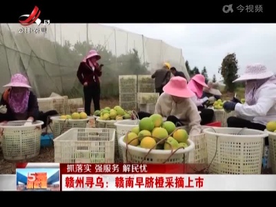 【抓落实 强服务 解民忧】赣州寻乌：赣南早脐橙采摘上市