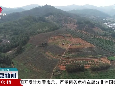【乡村振兴进行时】安远鹤子镇：洛神花开红似火