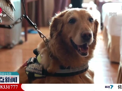 【国际盲人节】导盲犬的作用是避障