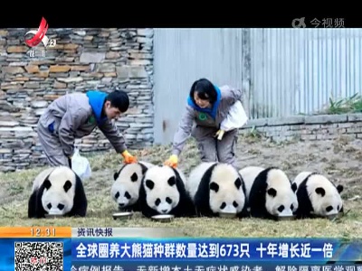 全球圈养大熊猫种群数量达到673只 十年增长近一倍