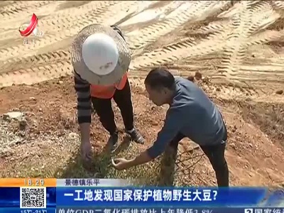 景德镇乐平：一工地发现国家保护植物野生大豆？