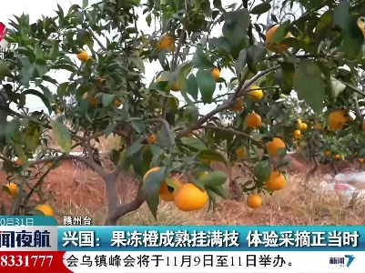 兴国：果冻橙成熟挂满枝 体验采摘正当时