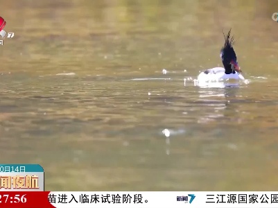 科研人员在长白山监测到中华秋沙鸭捕食场景