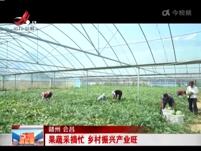 赣州 会昌：果蔬采摘忙 乡村振兴产业旺