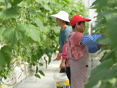 江西乐平：江南菜乡栽培不用土  蔬菜日销15万！