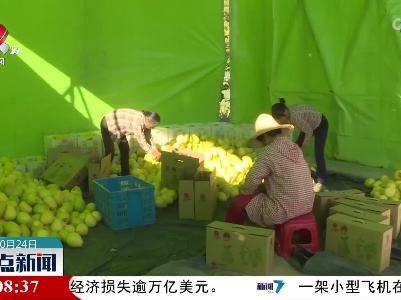 【又到一年丰收季】井冈山：千亩蜜柚喜获丰收