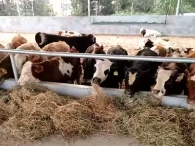 吉安市永新县推广种植多花黑麦草促肉牛生产提质增效
