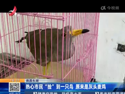 南昌东湖：热心市民“捡”到一只鸟 原来是灰头麦鸡