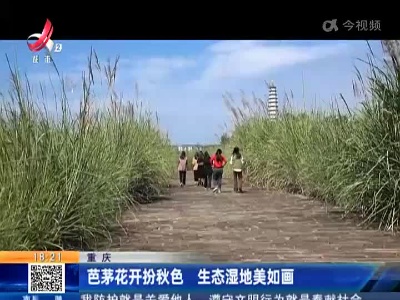 重庆：芭茅花开扮秋色 生态湿地美如画