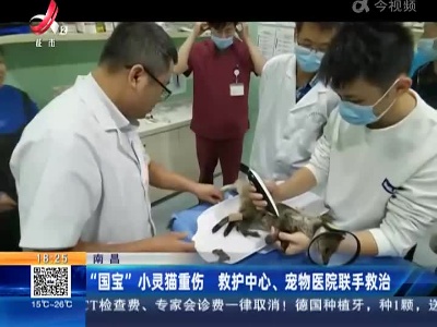 南昌：“国宝”小灵猫重伤 救护中心、宠物医院联合救治