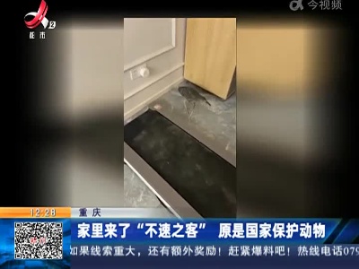 重庆：家里来了“不速之客” 原是国家保护动物