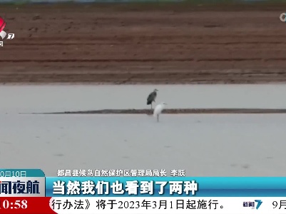 4000只水鸟迁抵鄱阳湖都昌湖区