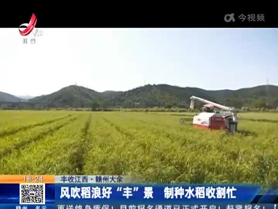 【丰收江西】赣州大余：风吹稻浪好“丰”景 制种水稻收割忙