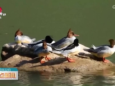 世界濒危动物中华秋沙鸭连续16年到龙虎山栖息越冬