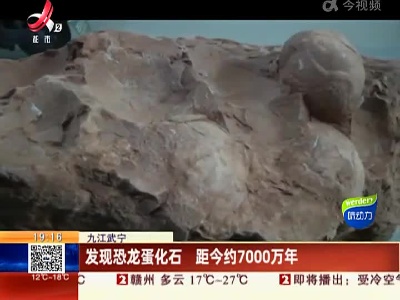 九江武宁：发现恐龙蛋化石 距今约7000万年