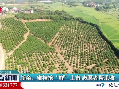 新余：蜜桔抢“鲜”上市 志愿者帮采收