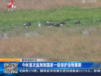 鄱阳湖保护区：今秋首次监测到国家一级保护动物黑鹳