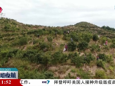 【乡村振兴进行时】会昌县西江镇：油茶果 致富果