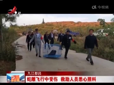 九江都昌：蛇雕飞行中受伤 救助人员悉心照料