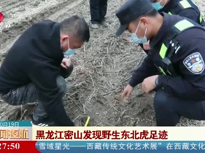 黑龙江密山发现野生东北虎足迹