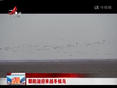鄱阳湖迎来越冬候鸟