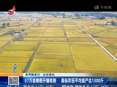 【世界粮食日】吉安泰和：57万亩晚稻开镰收割 高标农田平均亩产达1300斤