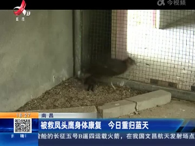 南昌：被救凤头鹰身体康复 今日重归蓝天