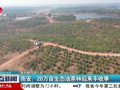 【乡村振兴进行时】高安：28万亩生态油茶林迎来丰收季