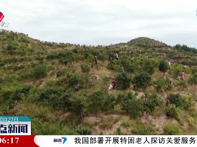 【乡村振兴进行时】会昌县西江镇：油茶果 致富果