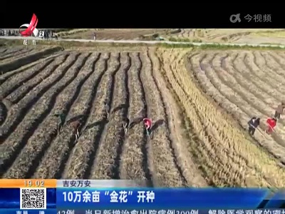 吉安万安：10万余亩“金花”开种