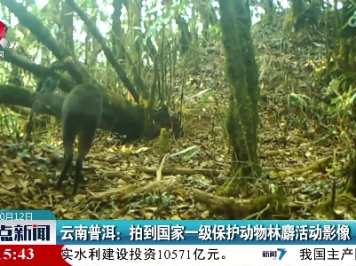 云南普洱：拍到国家一级保护动物林麝活动影像