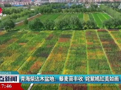 青海柴达木盆地：藜麦喜丰收 姹紫嫣红美如画