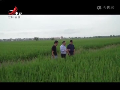 【抓落实 强服务 解民忧】上饶鄱阳：加强晚稻低温田间管理 确保粮食稳产
