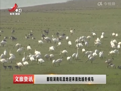 鄱阳湖南矶湿地迎来首批越冬候鸟