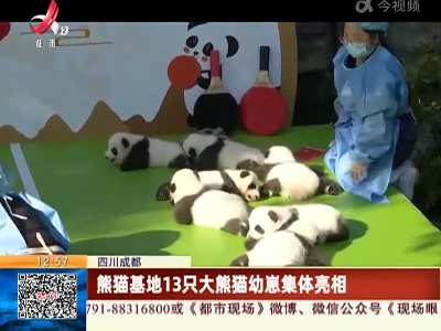 四川成都：熊猫基地13只大熊猫幼崽集体亮相