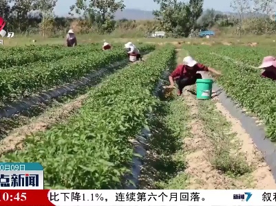 山西平陆：辣椒喜丰收 农户地里采摘忙