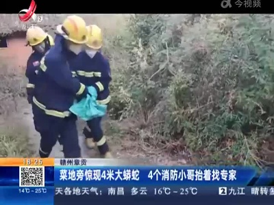 赣州章贡：菜地旁惊现4米大蟒蛇 4个消防小哥抬着找专家