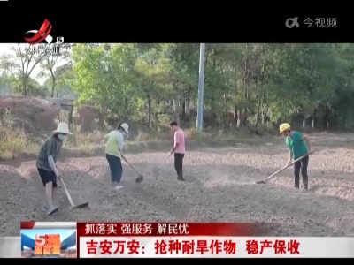 【抓落实 强服务 解民忧】吉安万安：抢种耐旱作物 稳产保收