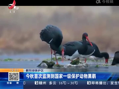 鄱阳湖保护区：今秋首次检测到国家一级保护动物黒鹳