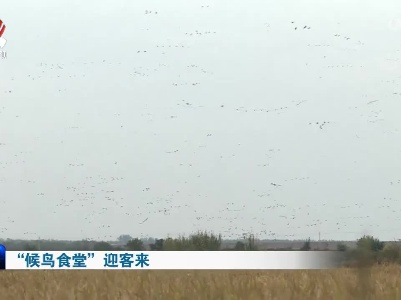 “候鸟食堂”迎客来