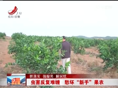 【抓落实 强服务 解民忧】虫害反复难缠 愁坏“新手”果农