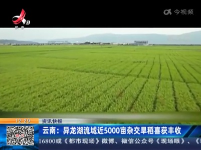云南：异龙湖流域近5000亩杂交旱稻喜获丰收