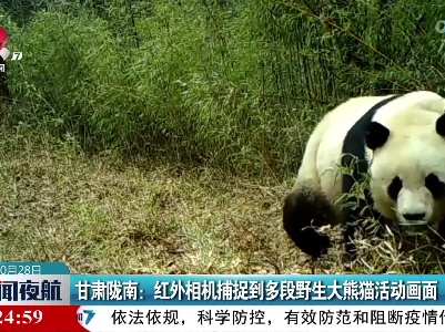 甘肃陇南：红外相机捕捉到多段野生大熊猫活动画面