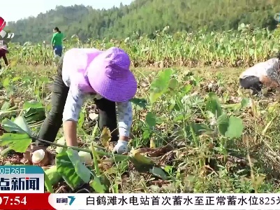 【乡村振兴进行时】大余县黄龙镇：“芋”来致富