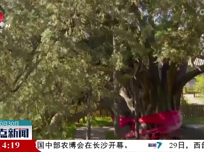 科学守护 北京古树焕新生