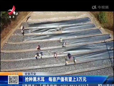 吉安万安：抢种黑木耳 每亩产值有望上3万元