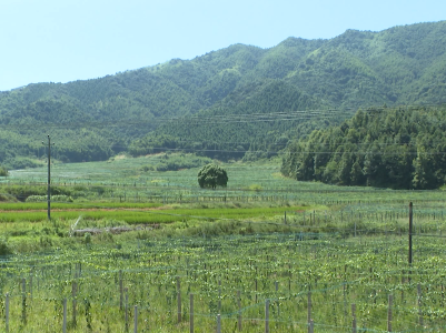 吉安“三措并举”推进绿色矿山建设 5家矿山入选国家绿色矿山名录