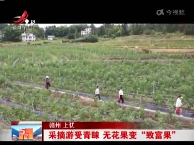 赣州上犹：采摘游受青睐 无花果变“致富果”