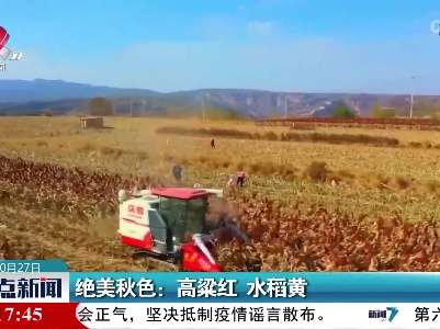 绝美秋色：高粱红 水稻黄